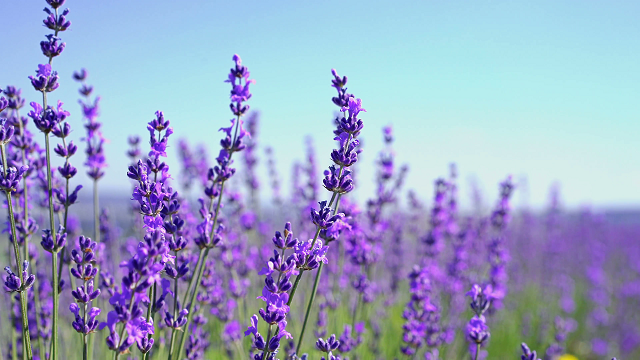 How smell of lavender helps you unwind - Chennaionline