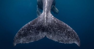 Unknown facts about Whale shark