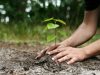 Delhi HC tells accused to plant trees as punishment