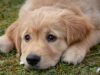 Chennai Corporation announced the online pet license system