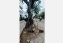 Urbanization Threatens Chennai’s Avenue Trees: Study Reveals Alarming Decline