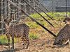 First Four of Eight Cheetahs from Botswana to Arrive in India This May