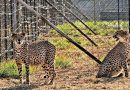 First Four of Eight Cheetahs from Botswana to Arrive in India This May