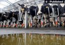 UK Prohibits Personal Imports of Meat and Dairy Products from EU Nations