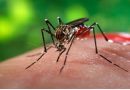 Rwanda to Launch Household Testing Plan to Stop Malaria Spread