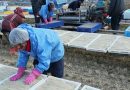 South Korea’s Dried Seaweed Exports Reach Record High in Q1